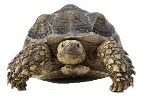 reptile tortoise standing up